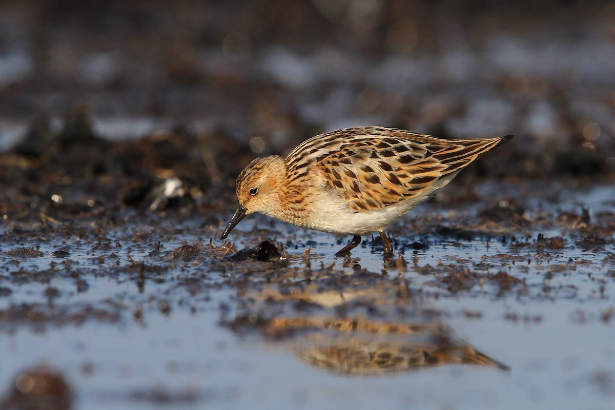 Little Stint - ML65138381