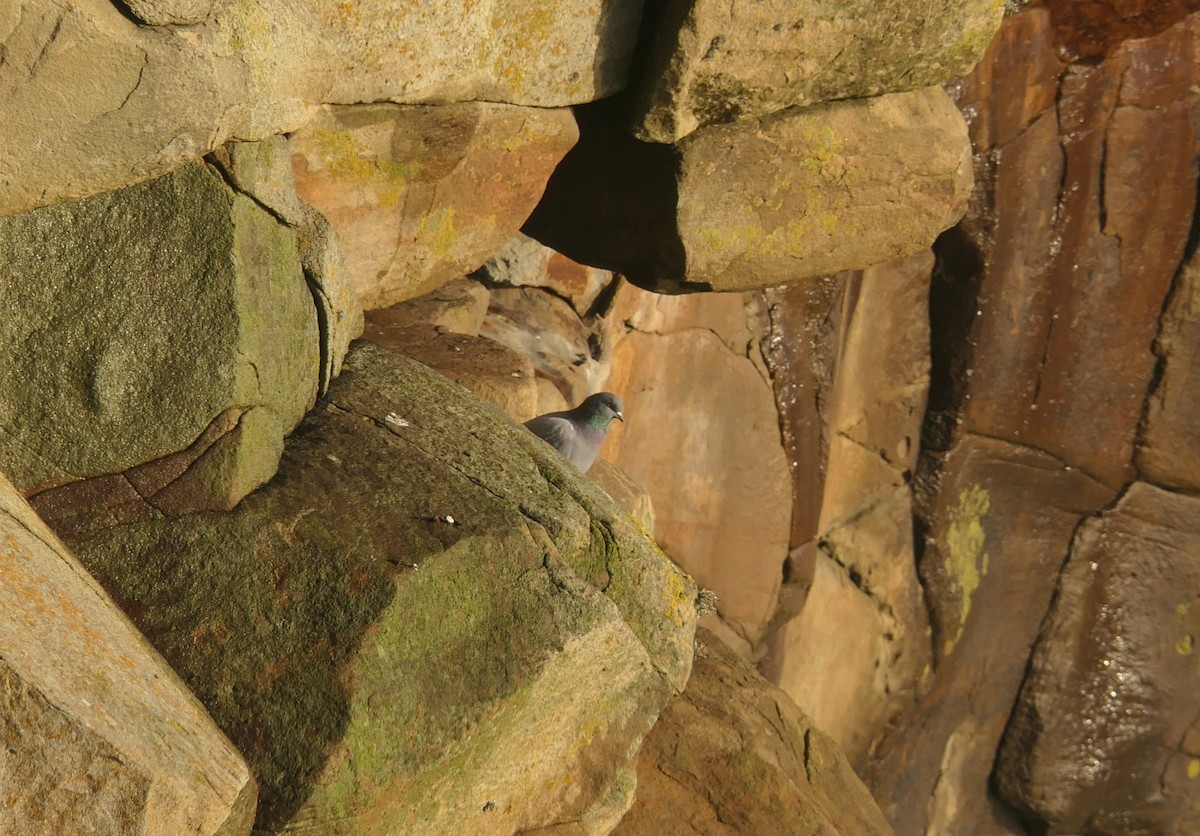 holub skalní - ML651383811