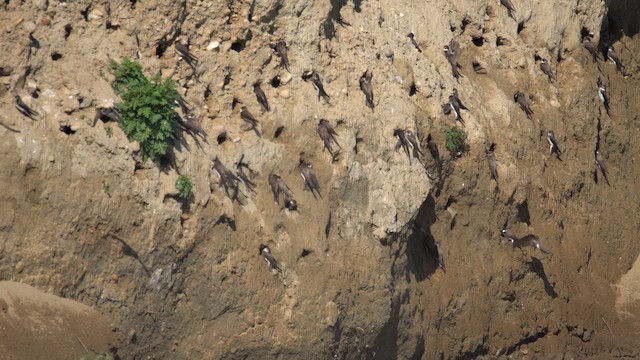 Bank Swallow - ML651383885