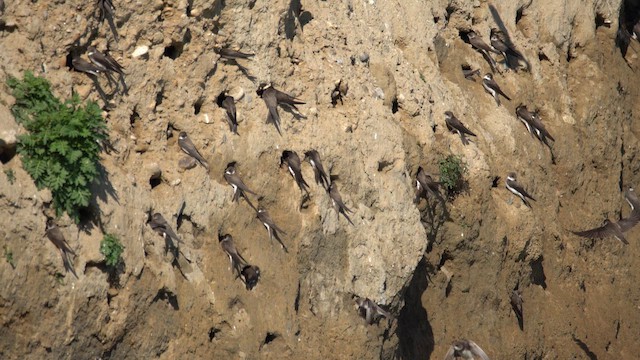 Bank Swallow - ML651383886