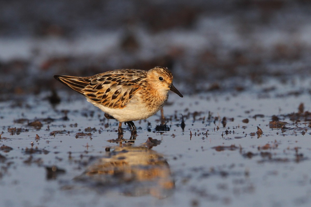 Little Stint - ML65138391