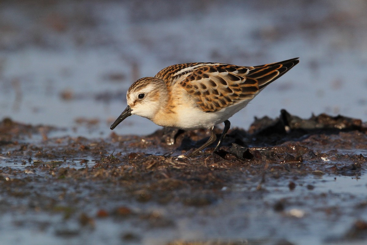 Little Stint - ML65138401