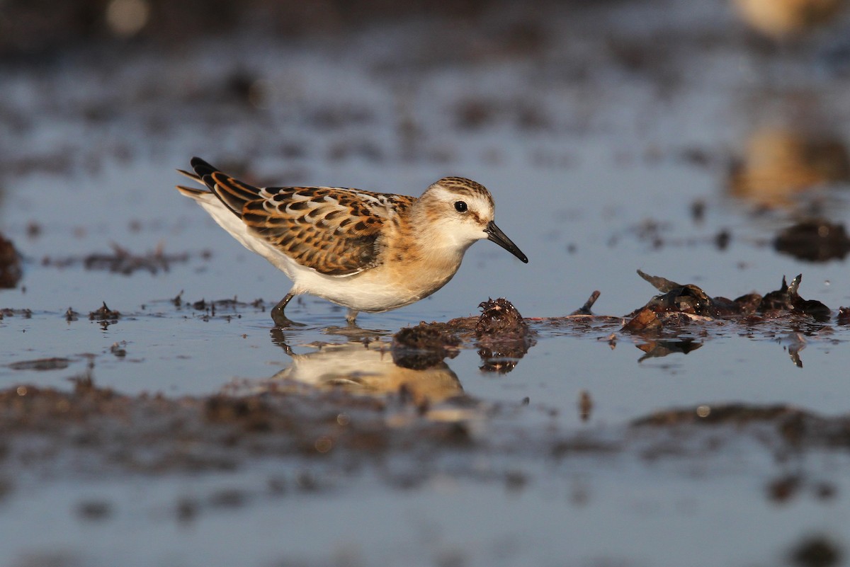 Little Stint - ML65138411