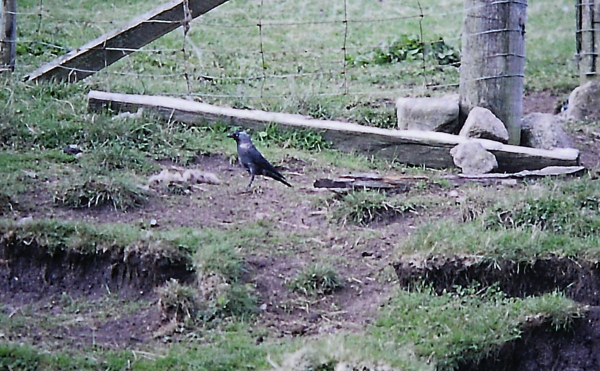 kavka obecná - ML651384173