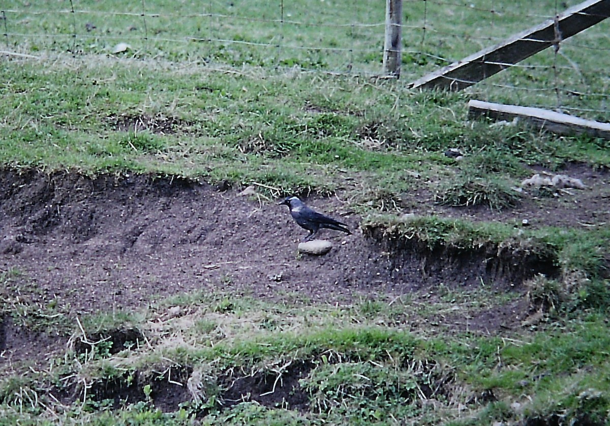 kavka obecná - ML651384174