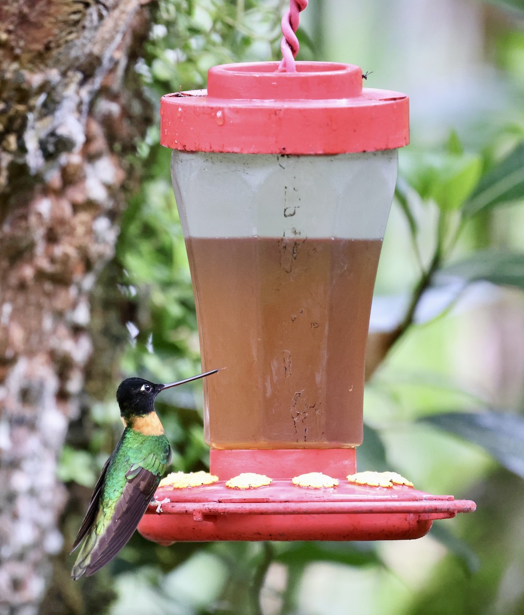 Gould's Inca - ML651384176