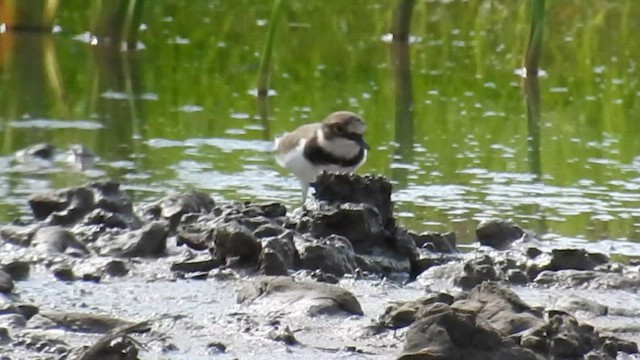 Пісочник малий - ML651384180