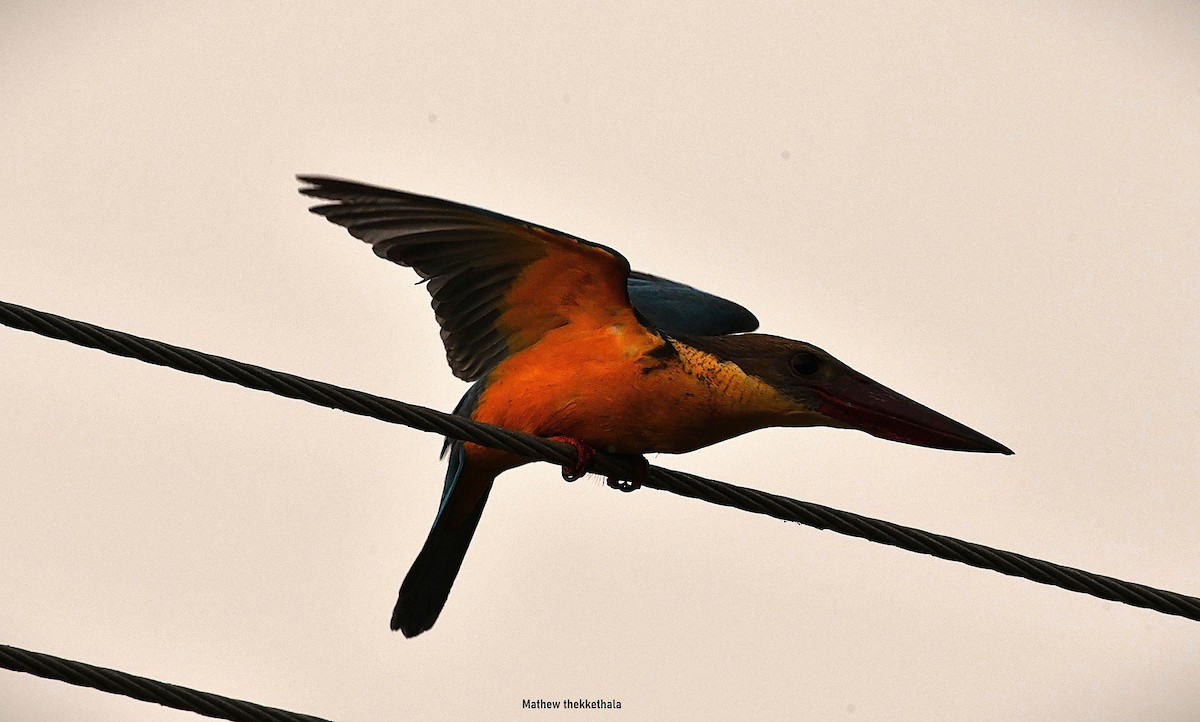 Stork-billed Kingfisher - ML651384269