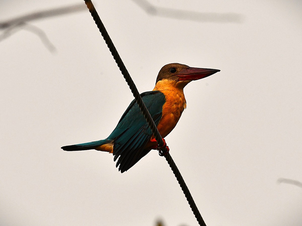 Stork-billed Kingfisher - ML651384283