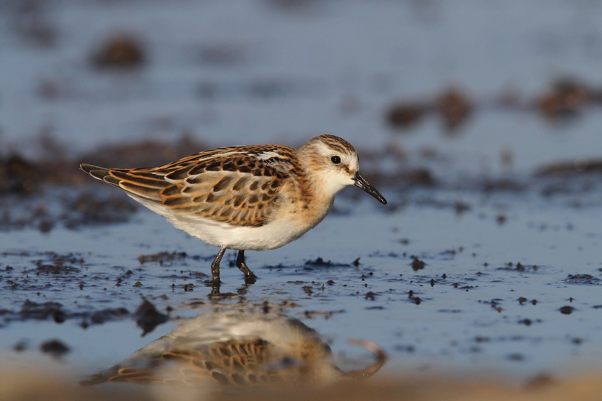 Little Stint - ML65138431