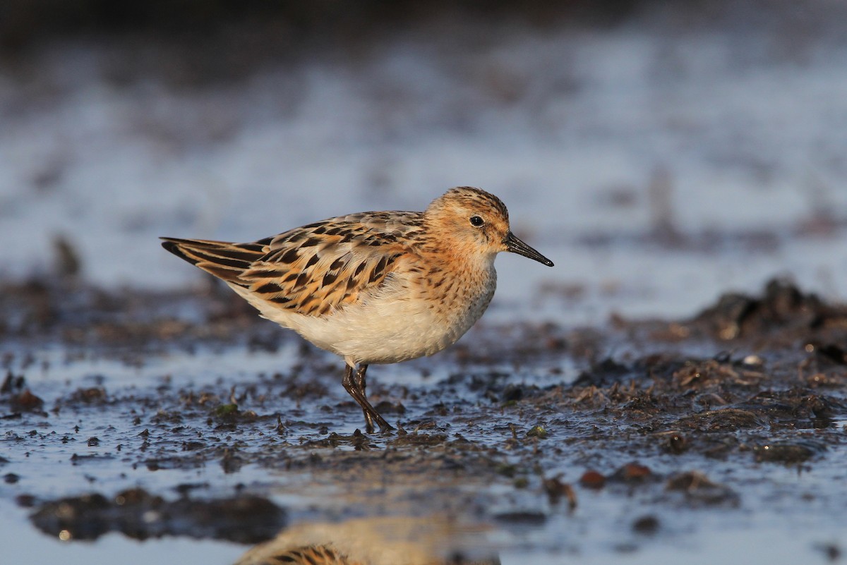 Little Stint - Christoph Moning