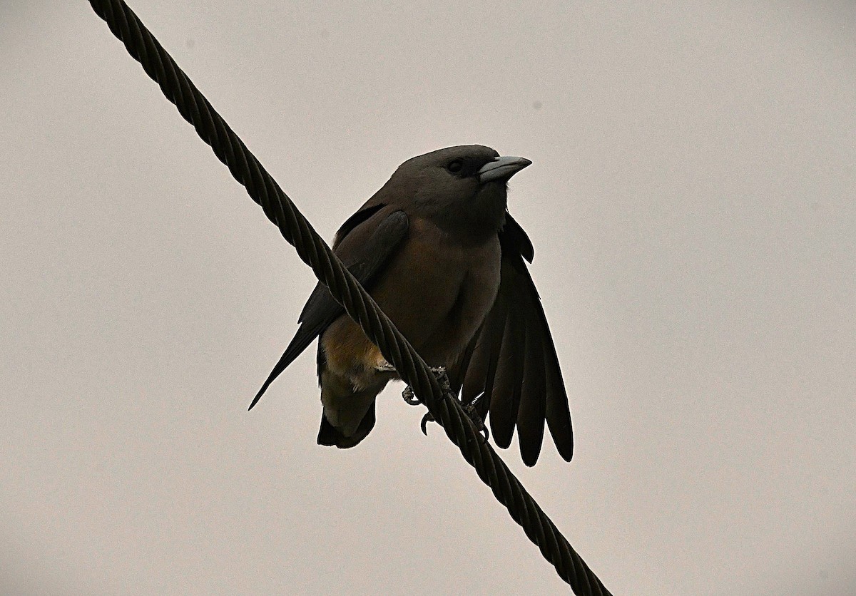 Ashy Woodswallow - ML651384438