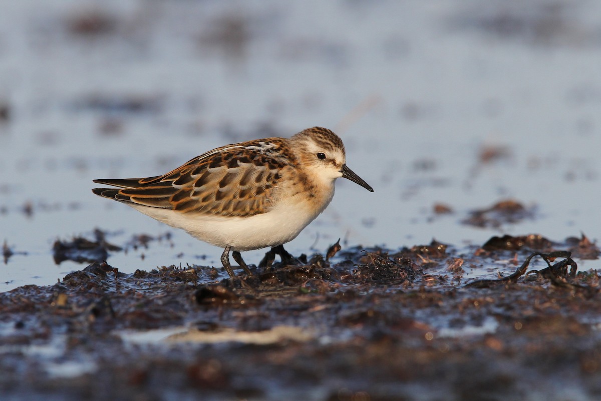 Little Stint - ML65138451