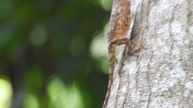 Timor Flying Dragon - ML651384622