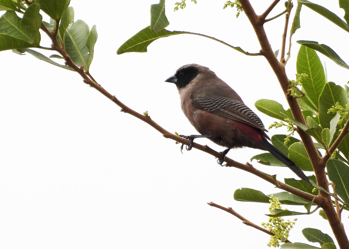 Black-faced Waxbill - ML651385038