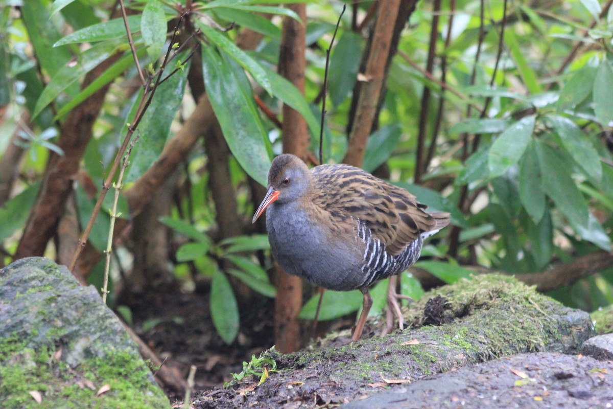Water Rail - ML651385055
