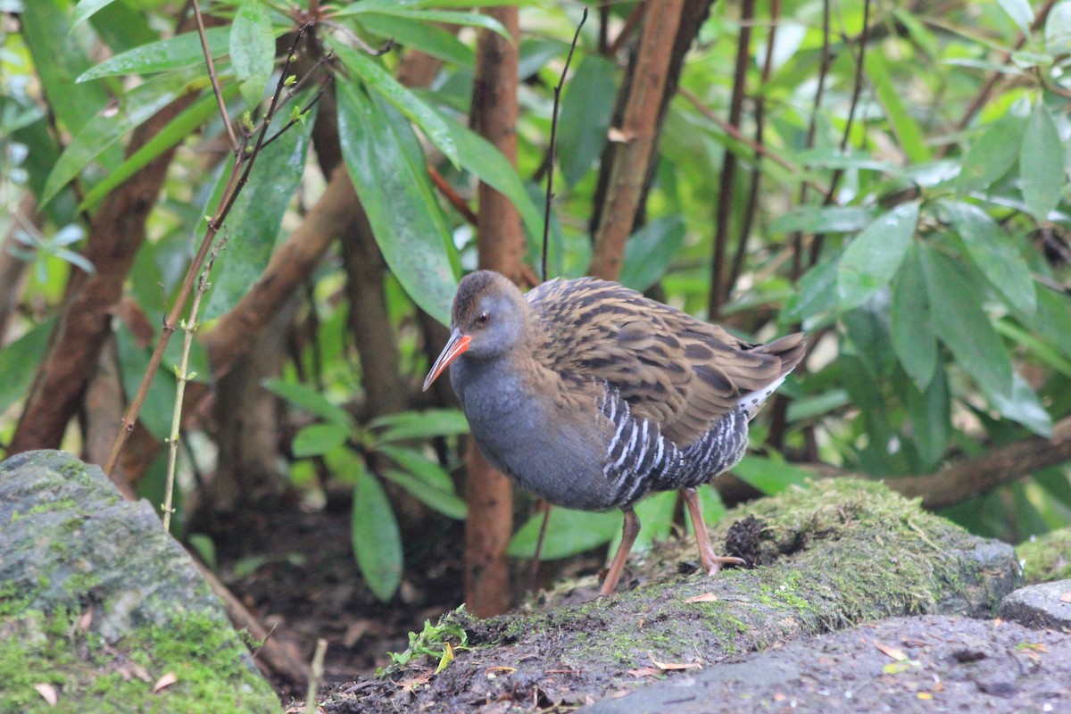 vannrikse - ML651385057