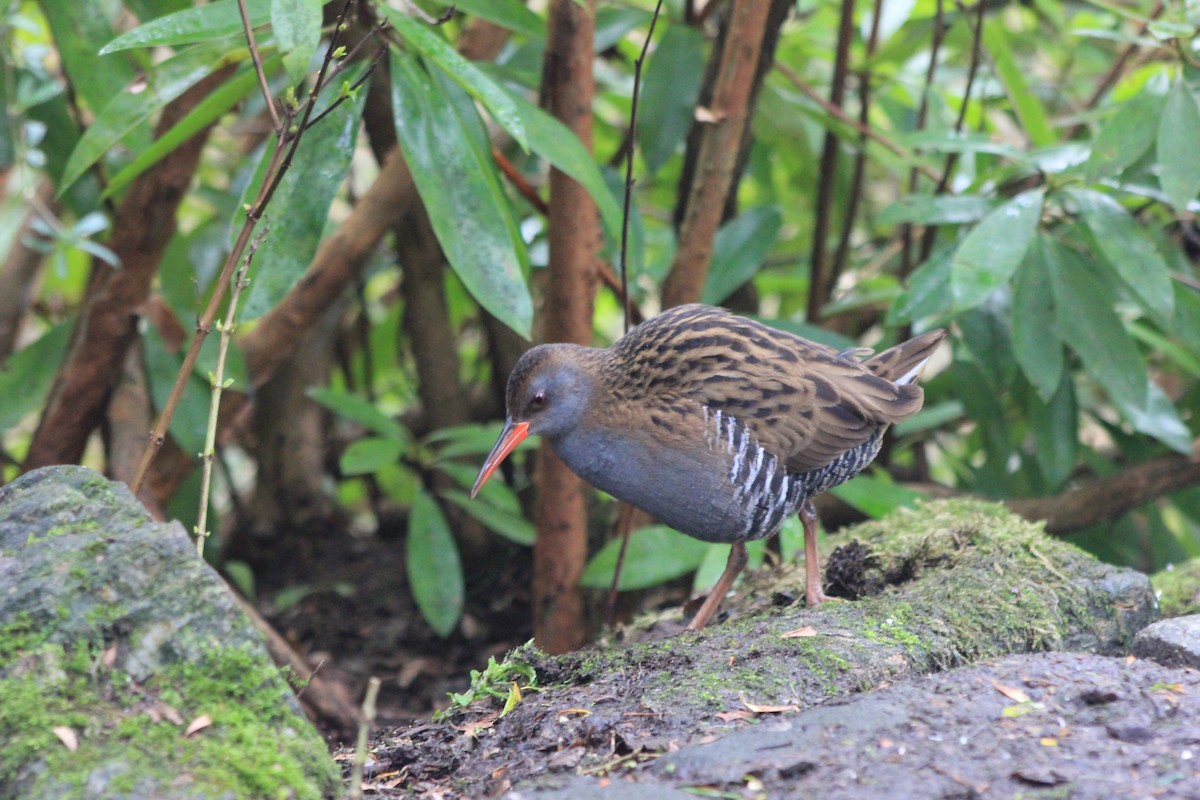 vannrikse - ML651385058