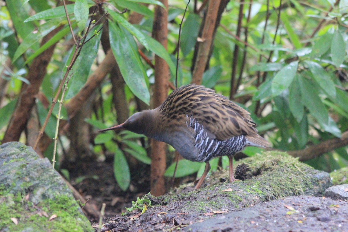 vannrikse - ML651385059