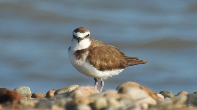 Пісочник яванський - ML651385061