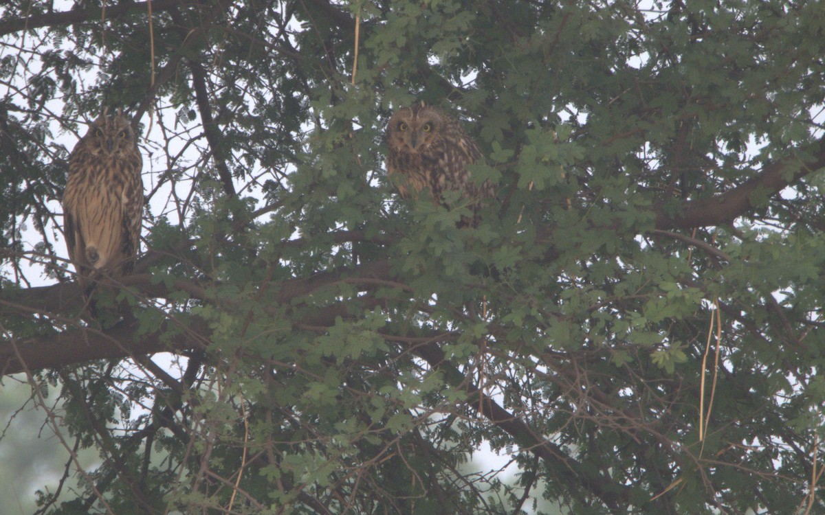 Gufo di palude - ML651385067