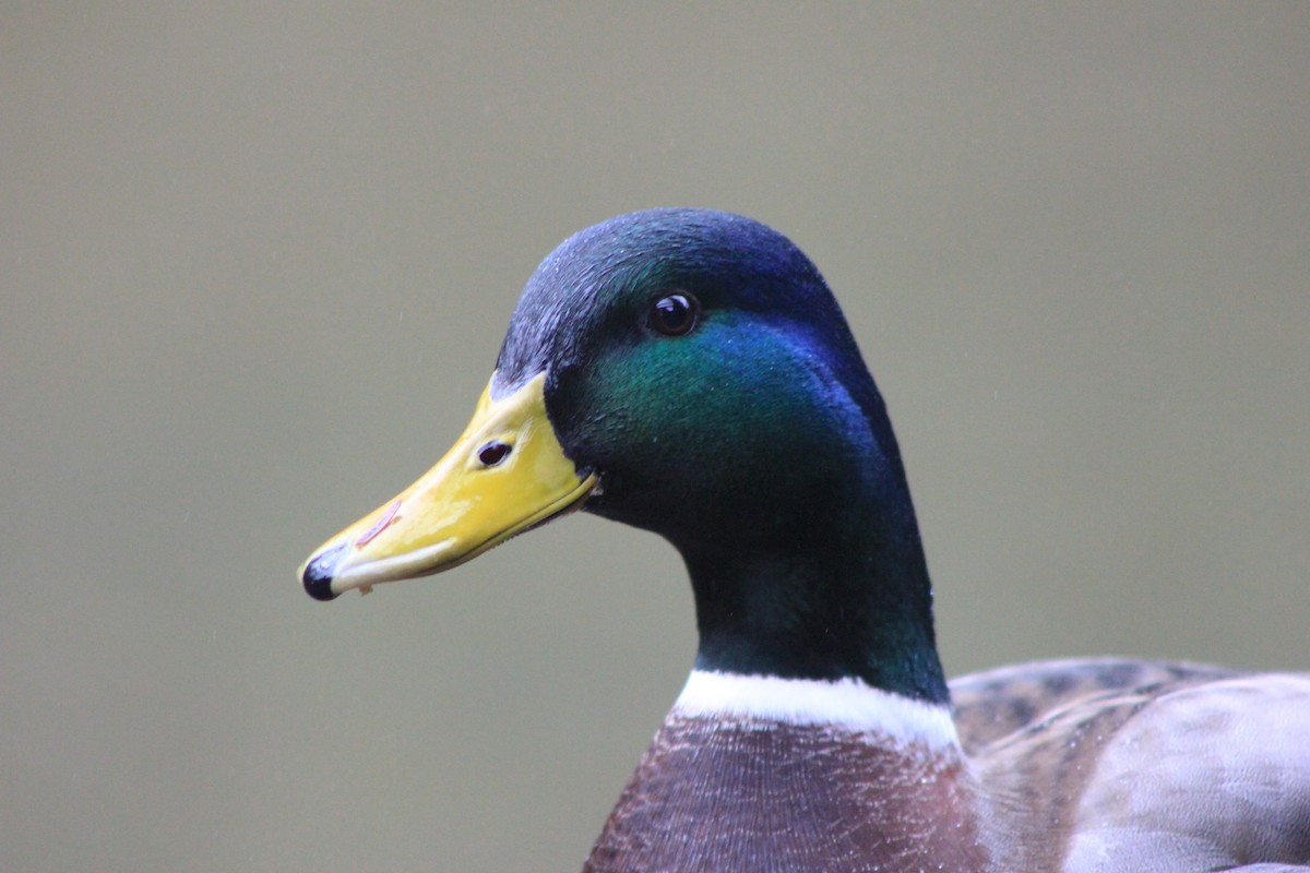 stokkand - ML651385070