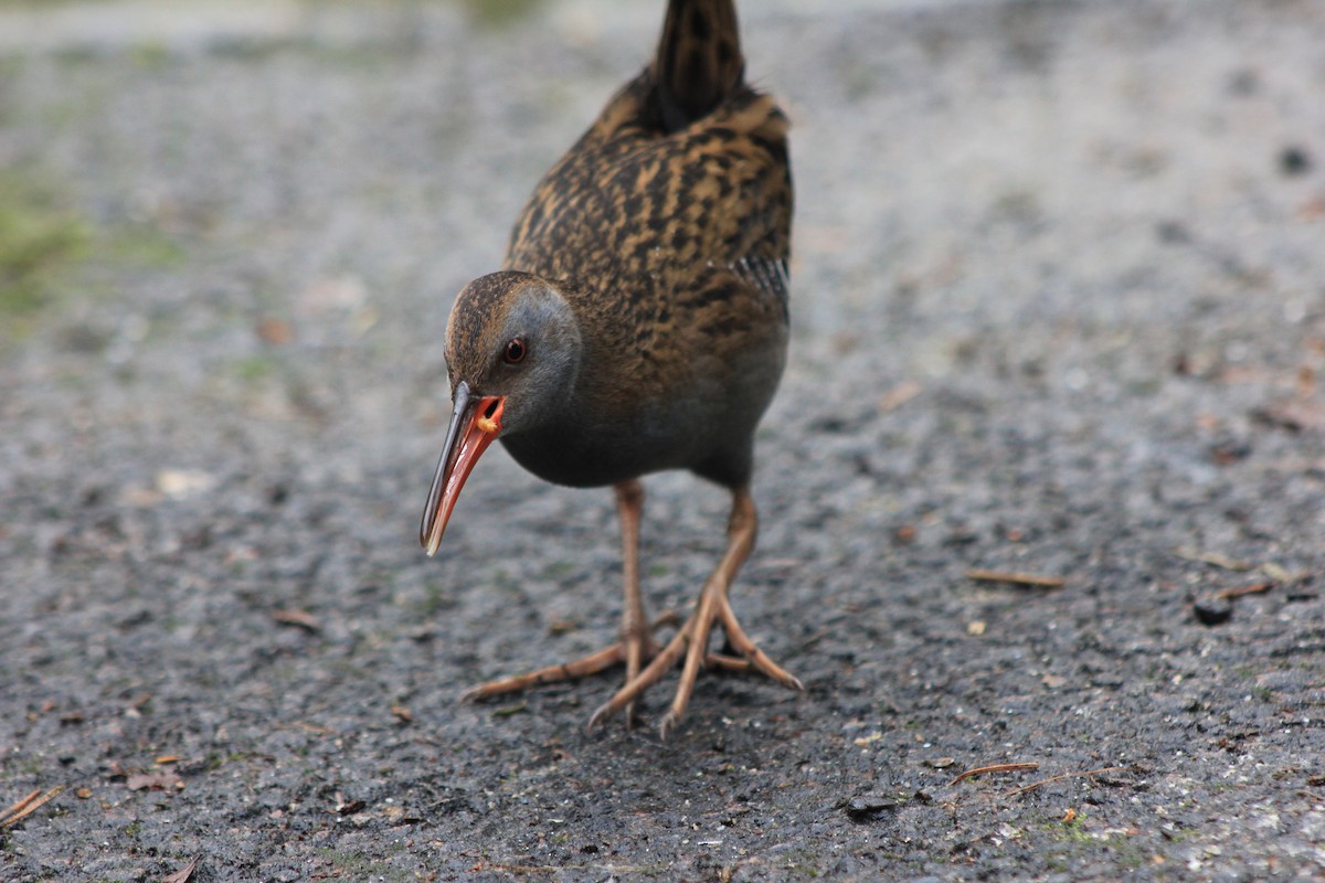 vannrikse - ML651385073