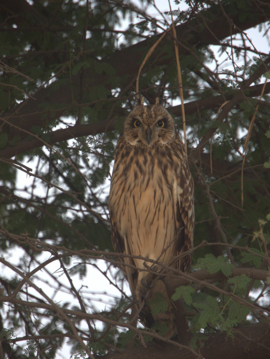 Gufo di palude - ML651385105