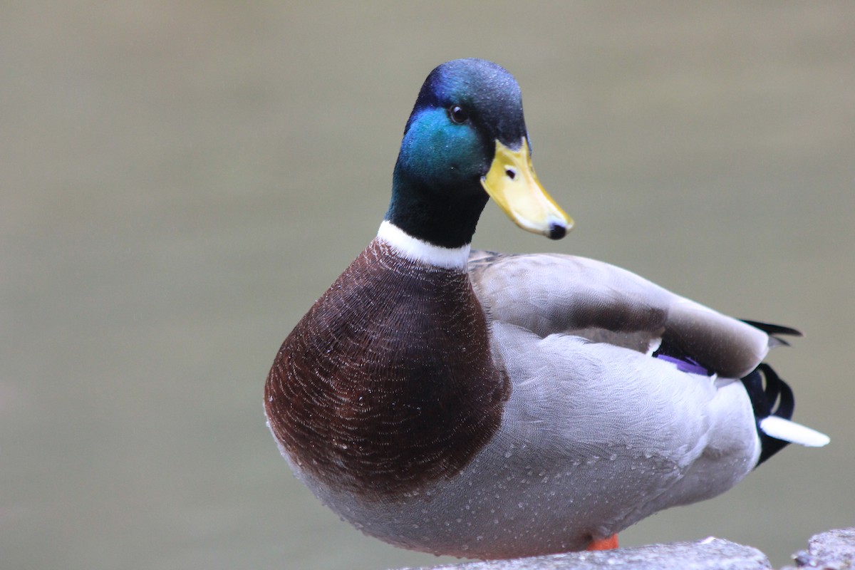 stokkand - ML651385110