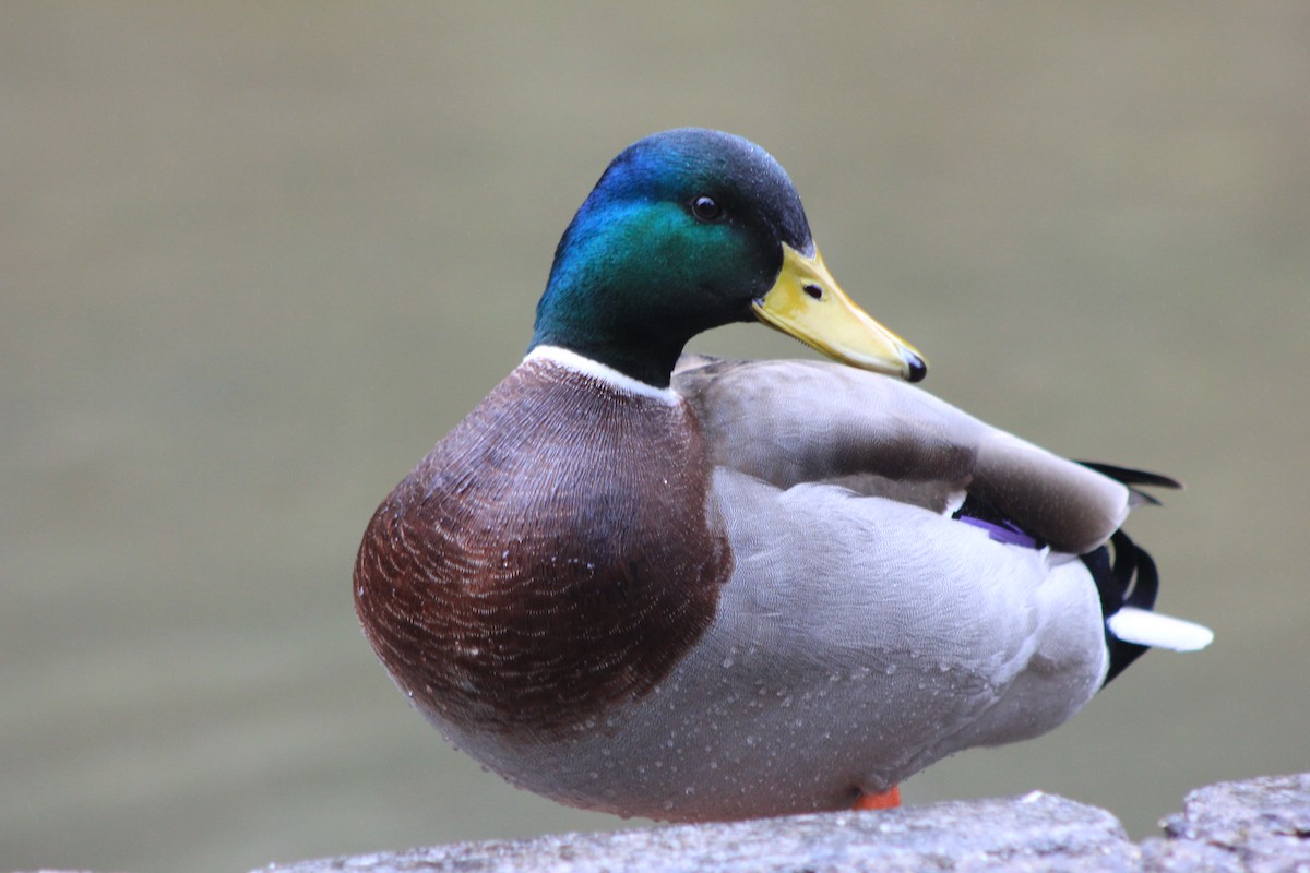 stokkand - ML651385111