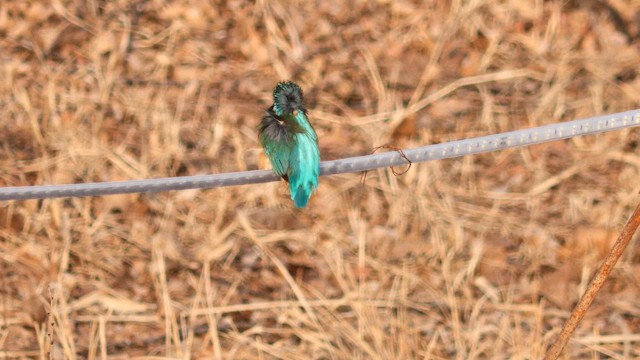 Рибалочка блакитний - ML651385216