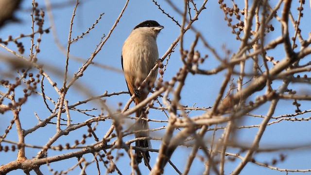 Сорокопуд довгохвостий - ML651385247