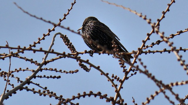 Storno - ML651385346