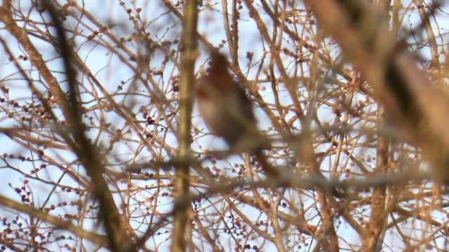 Дрізд рудоволий - ML651385430