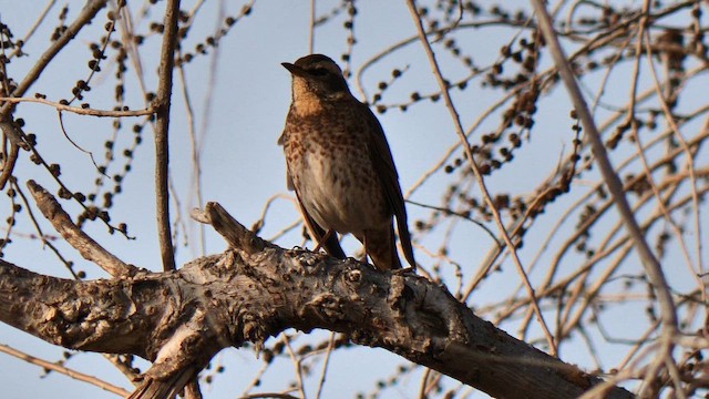 Дрізд Наумана - ML651385447