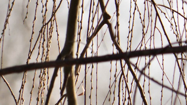 Костогриз - ML651385532