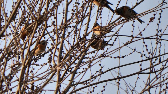 В'юрок - ML651385541