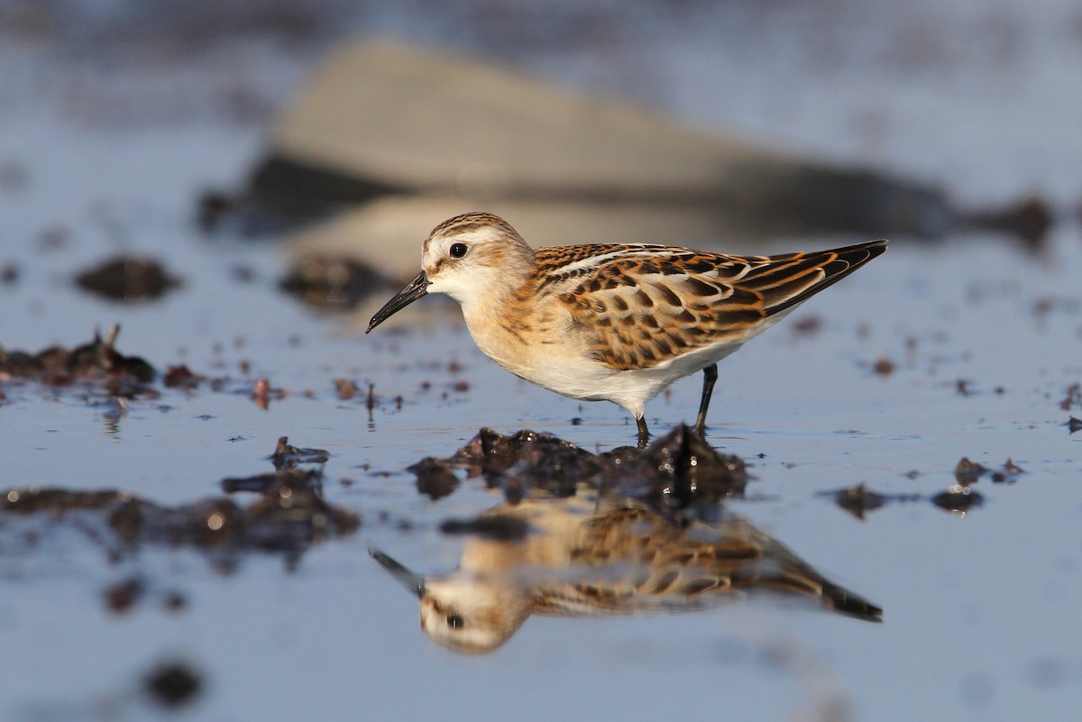 Little Stint - ML65138581