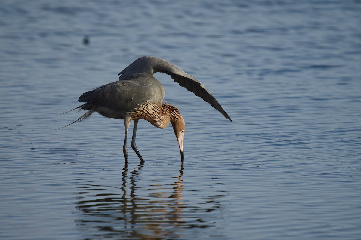 Reddish Egret - ML651386232