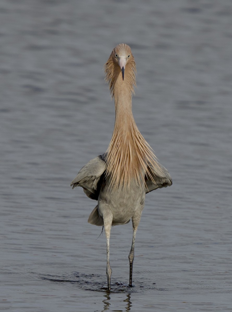 Reddish Egret - ML651386238