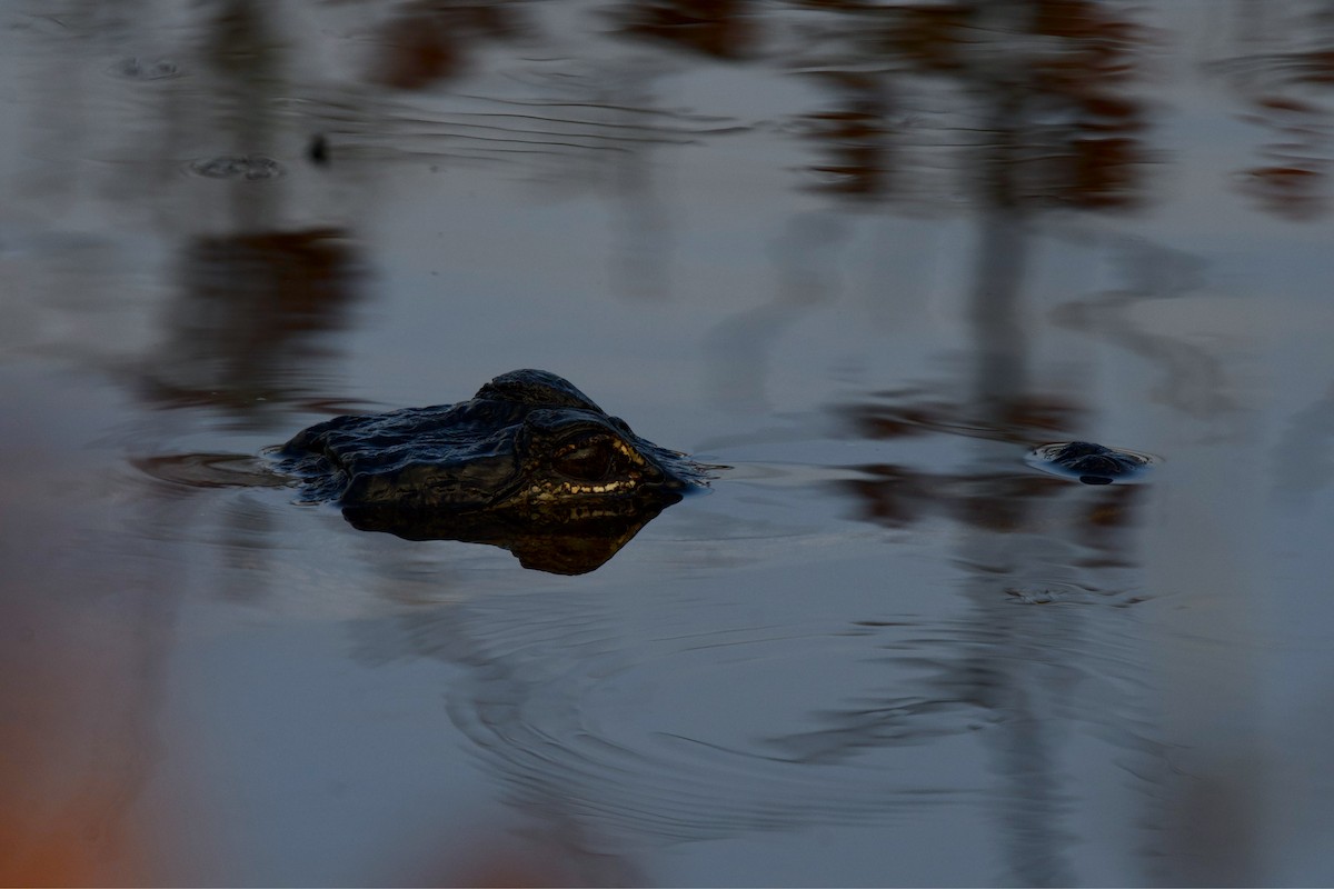 美國短吻鱷 - ML651386825