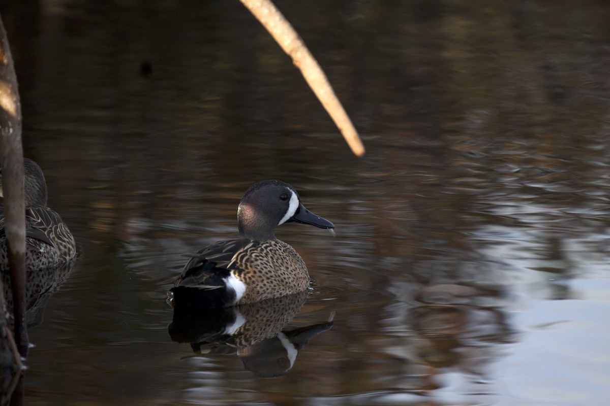 Blue-winged Teal - ML651386859