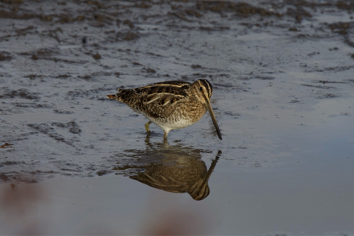 Wilson's Snipe - ML651386874