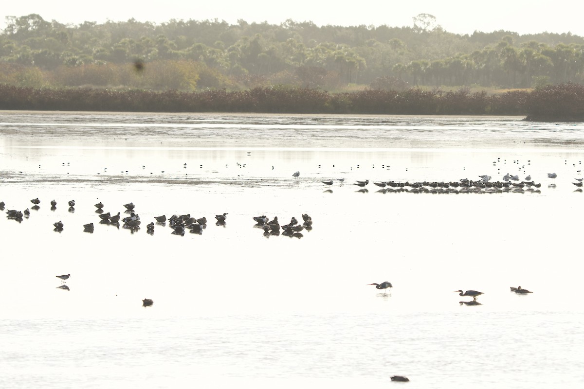 Black Skimmer - ML651386889