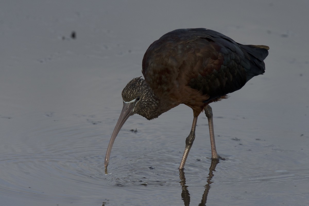 彩䴉 - ML651386897