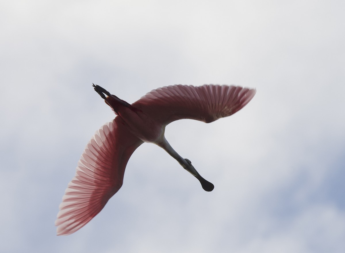 Roseate Spoonbill - ML651386901