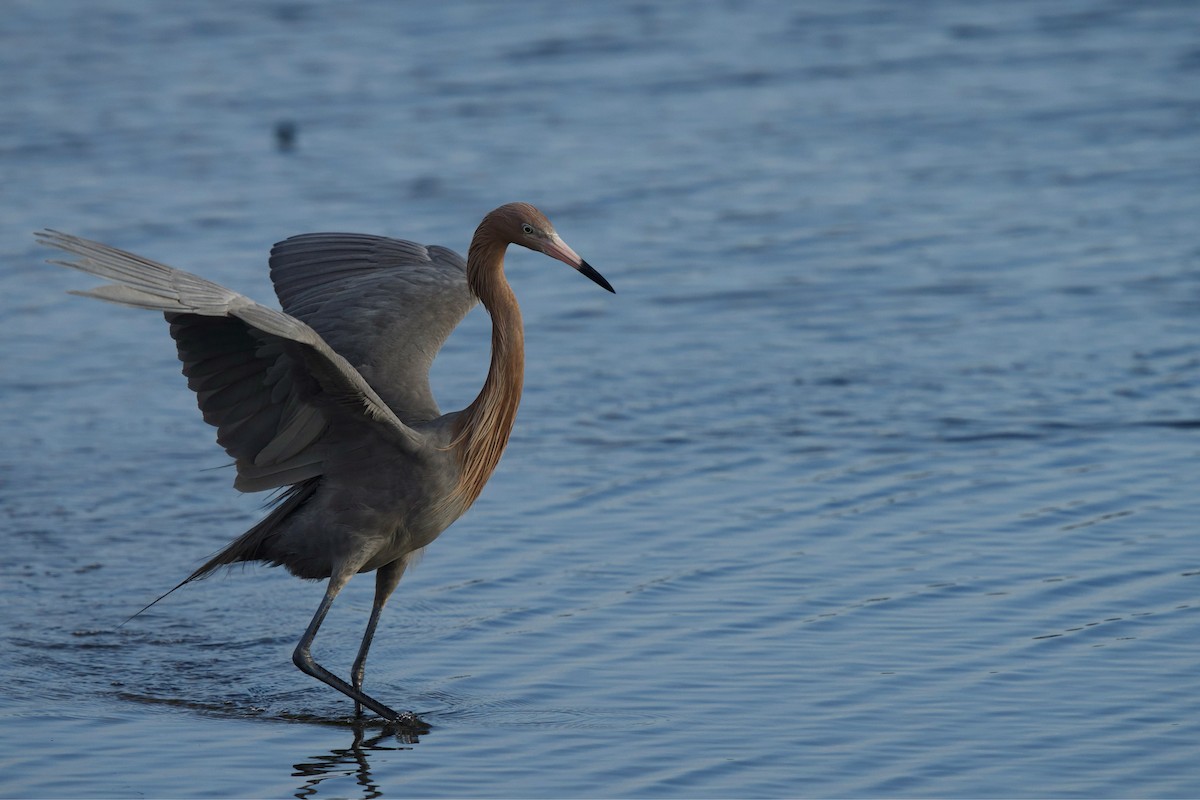 Reddish Egret - ML651386914