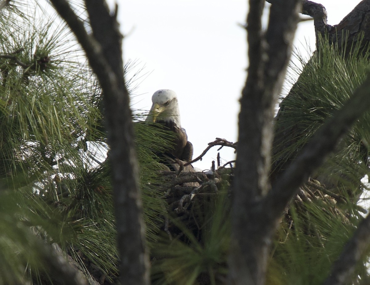 Bald Eagle - ML651386921