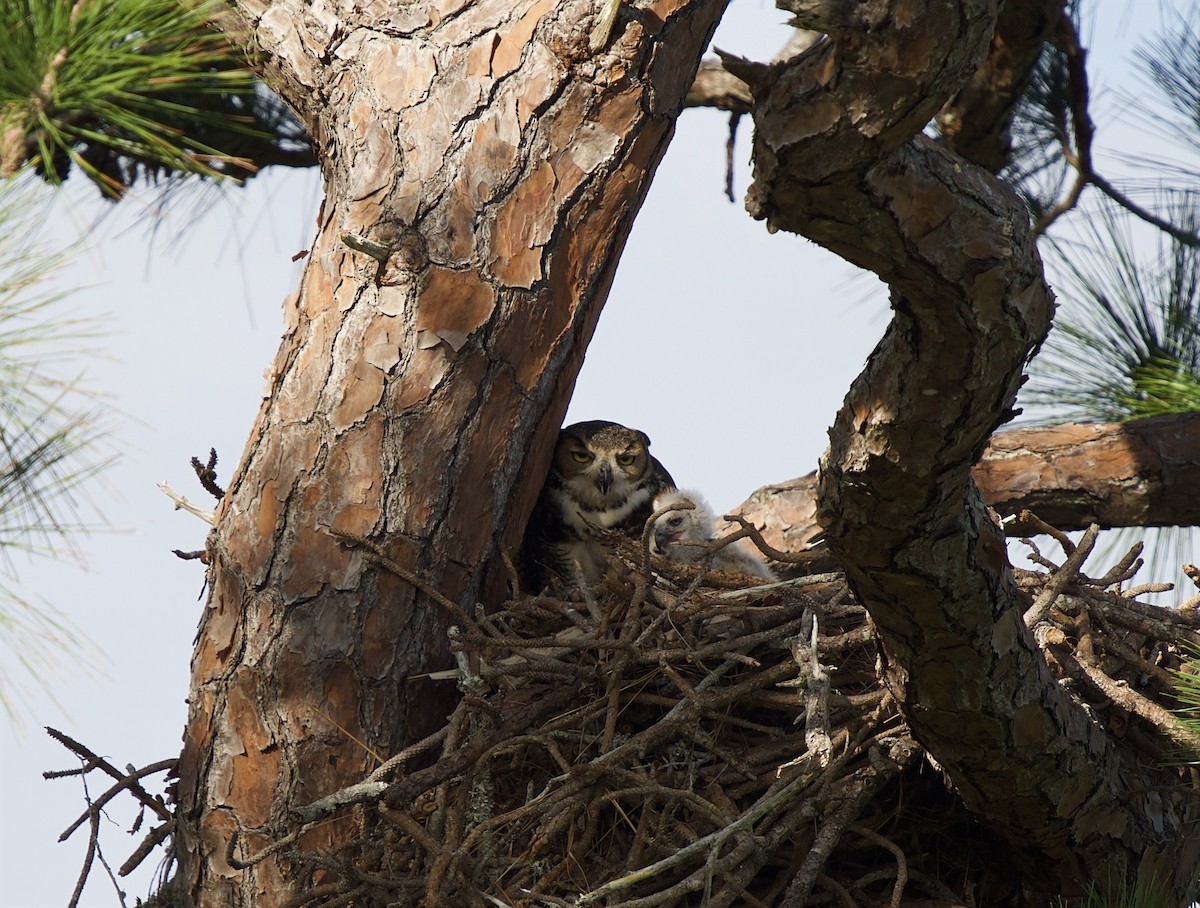 Great Horned Owl - ML651386938