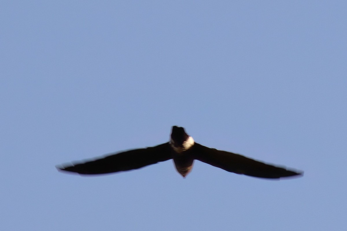 Baobab İğnekuyruğu - ML651387119